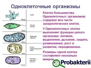 A különböző baktériumok a legegyszerűbb formája állatok