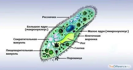 Каква е разликата от най-простите бактерии