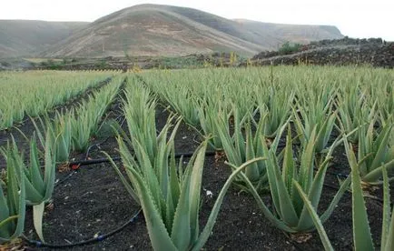 Ceea ce este diferit de aloe vera aloe