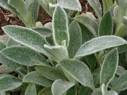 Вълнист Stachys, неговите характеристики и основните предимства