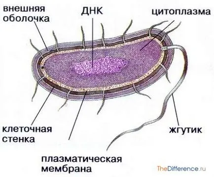 Каква е разликата от най-простите бактерии