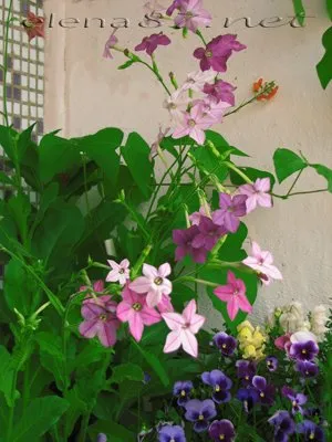 Virág erkélyek, hogy üljön az erkélyen Petunia Mattioli körömvirág