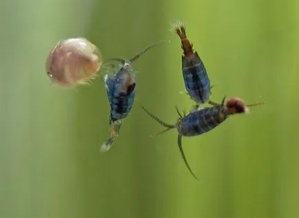 Cyclops, crustacee, fotografie, hrană pentru pești