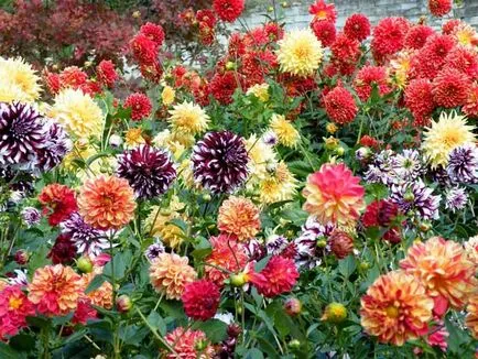 Dahlia grădină de flori anuale