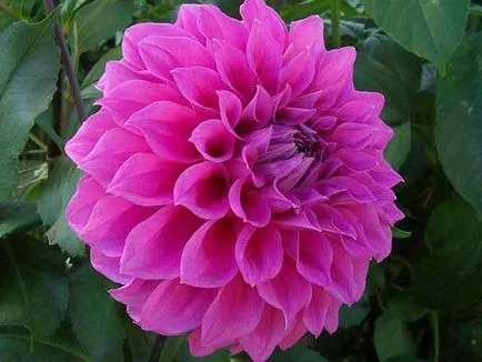 Dahlia grădină de flori anuale