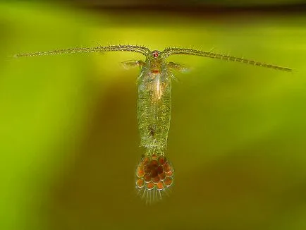 Cyclops, crustacee, fotografie, hrană pentru pești