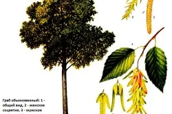 Габър дърво и неговото описание