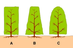 Габър дърво и неговото описание