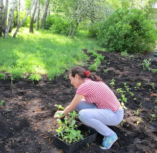 Flower fotó eremurus fajták, ültetés és gondozás, egyre nagyobb a magvak és gyökerek