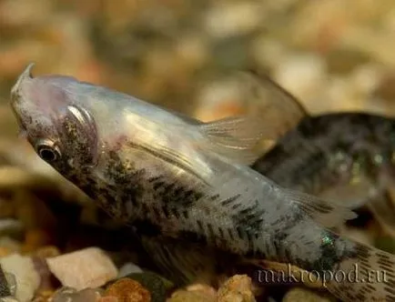 Moly (Saproiegnia) halakban