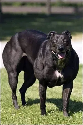 Napló, nagy Wendy (big Wendy) - a legtöbb izmos kutya a világon, golishok