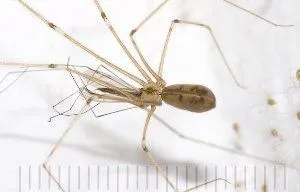 Pet паяк видове, причините за, техники за унищожаване - лесно нещо
