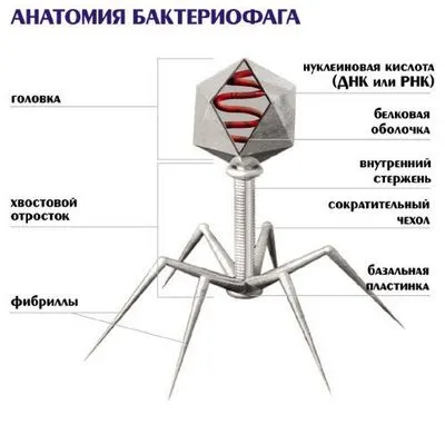 Дисбактериоза лечение на заболяването - разкрие истината