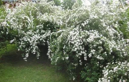 Wild tipuri de arbuști și nume