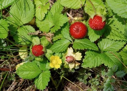 Dyusheneya (bloodroot) индийски отглеждане на открито поле, фото