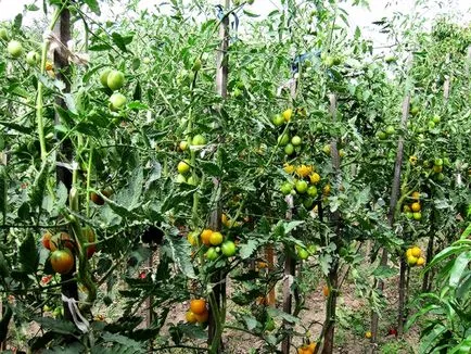 Достойнство и описание де Barao гигантски домат