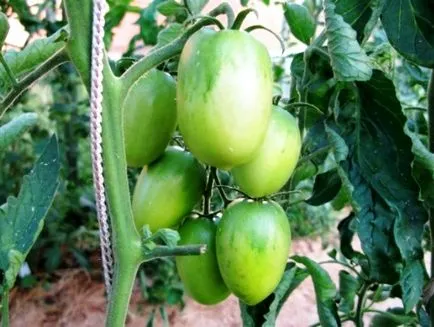 Demnitate și descrierea de Barao tomate gigant