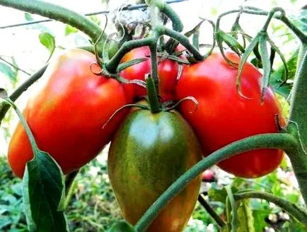 Demnitate și descrierea de Barao tomate gigant