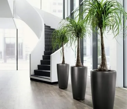 Dracaena în interiorul apartamentului sau a casei, unde este mai bine pentru a pune pe Feng Shui, beneficii și dăunează plantelor