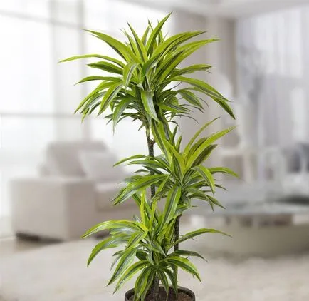 Dracaena în interiorul apartamentului sau a casei, unde este mai bine pentru a pune pe Feng Shui, beneficii și dăunează plantelor