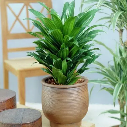 Dracaena în interiorul apartamentului sau a casei, unde este mai bine pentru a pune pe Feng Shui, beneficii și dăunează plantelor