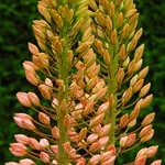 Eremurus - fotografii de flori, plantare, înmulțire și eremurusa de producție, flori preferate