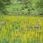 Eremurus - fotografii de flori, plantare, înmulțire și eremurusa de producție, flori preferate