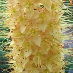 Eremurus - fotografii de flori, plantare, înmulțire și eremurusa de producție, flori preferate