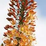 Eremurus - снимки на цветя, посадъчен материал, разпространение и производство eremurusa, любими цветя