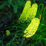 Eremurus - fotografii de flori, plantare, înmulțire și eremurusa de producție, flori preferate