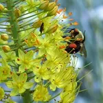 Eremurus - fotografii de flori, plantare, înmulțire și eremurusa de producție, flori preferate