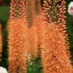 Eremurus - fotografii de flori, plantare, înmulțire și eremurusa de producție, flori preferate