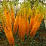 Eremurus - fotografii de flori, plantare, înmulțire și eremurusa de producție, flori preferate