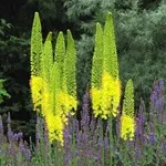 Eremurus - fotografii de flori, plantare, înmulțire și eremurusa de producție, flori preferate