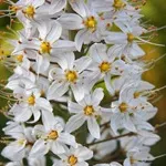 Eremurus - fotografii de flori, plantare, înmulțire și eremurusa de producție, flori preferate
