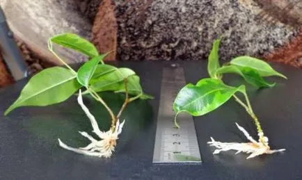 Ficus benjamina Наташа - грижи у дома