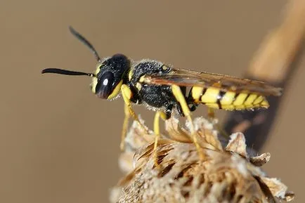 Filante vagy európai Beewolf (phylantus triangulum f