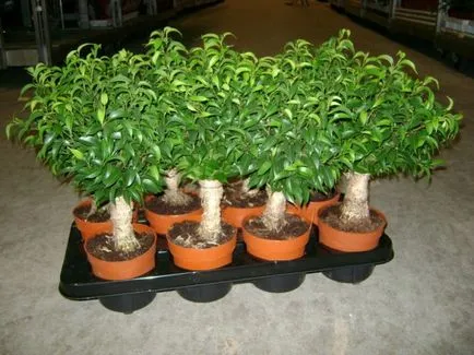 Ficus benjamina Наташа - грижи у дома