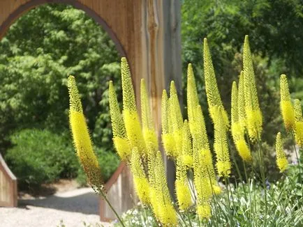 plantare Eremurus și de îngrijire în câmp deschis, fotografie