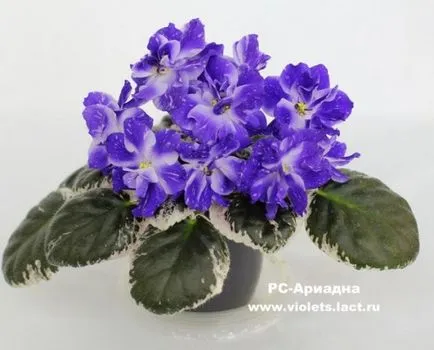 Violet nu floare - ce să facă și cum să facă floare, idei de design țară și sfaturi pentru acasă și