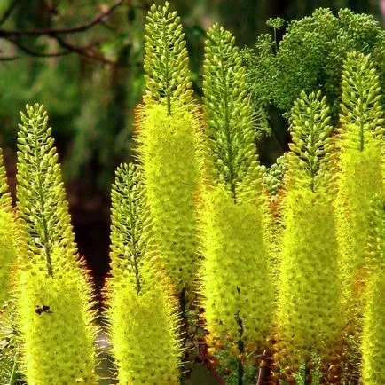 plantare Eremurus și de îngrijire în câmp deschis, fotografie