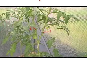 Образуване на домати (домати) в двете стъбла, всичко за домати (домати) - видео, снимки, да отговорят