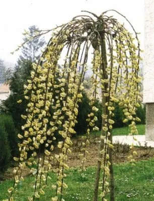 Formarea plângând forma coroane de copaci, 6 ar