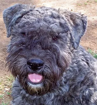 Bouvier des Flandres, rase de câini, animale, rasă