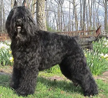 Bouvier des Flandres, rase de câini, animale, rasă