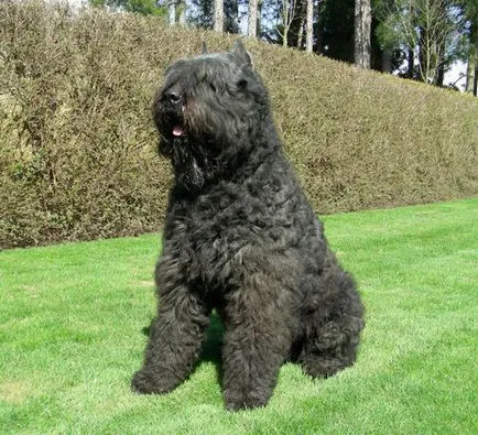 Bouvier des Flandres, rase de câini, animale, rasă