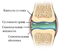 Хиалинен, влакнести, еластични видове хрущялни на човешки скелет