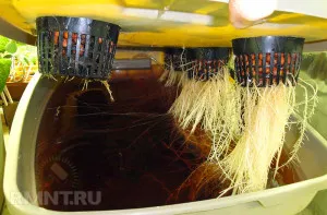 Hydroponics zöld otthon saját kezűleg, video