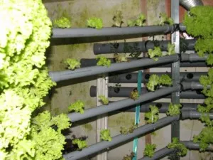 Hydroponics zöld otthon saját kezűleg, video