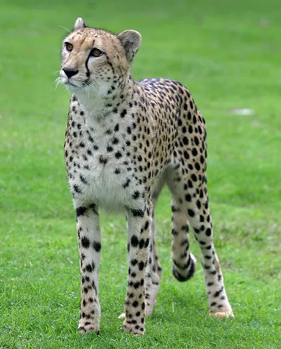 Cheetah (leírás, fotó 30)